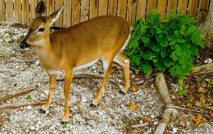 a Key Deer