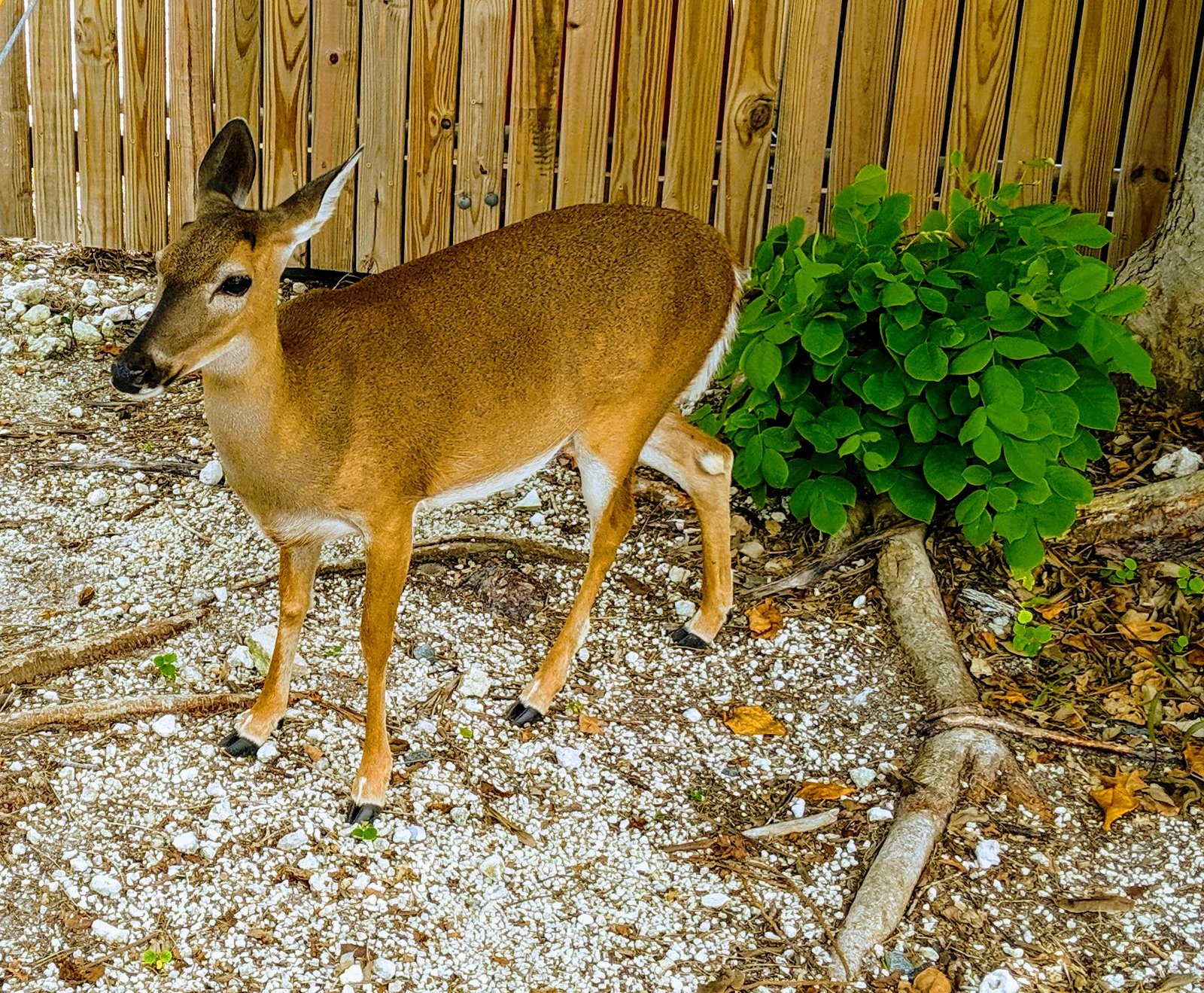 a Key Deer